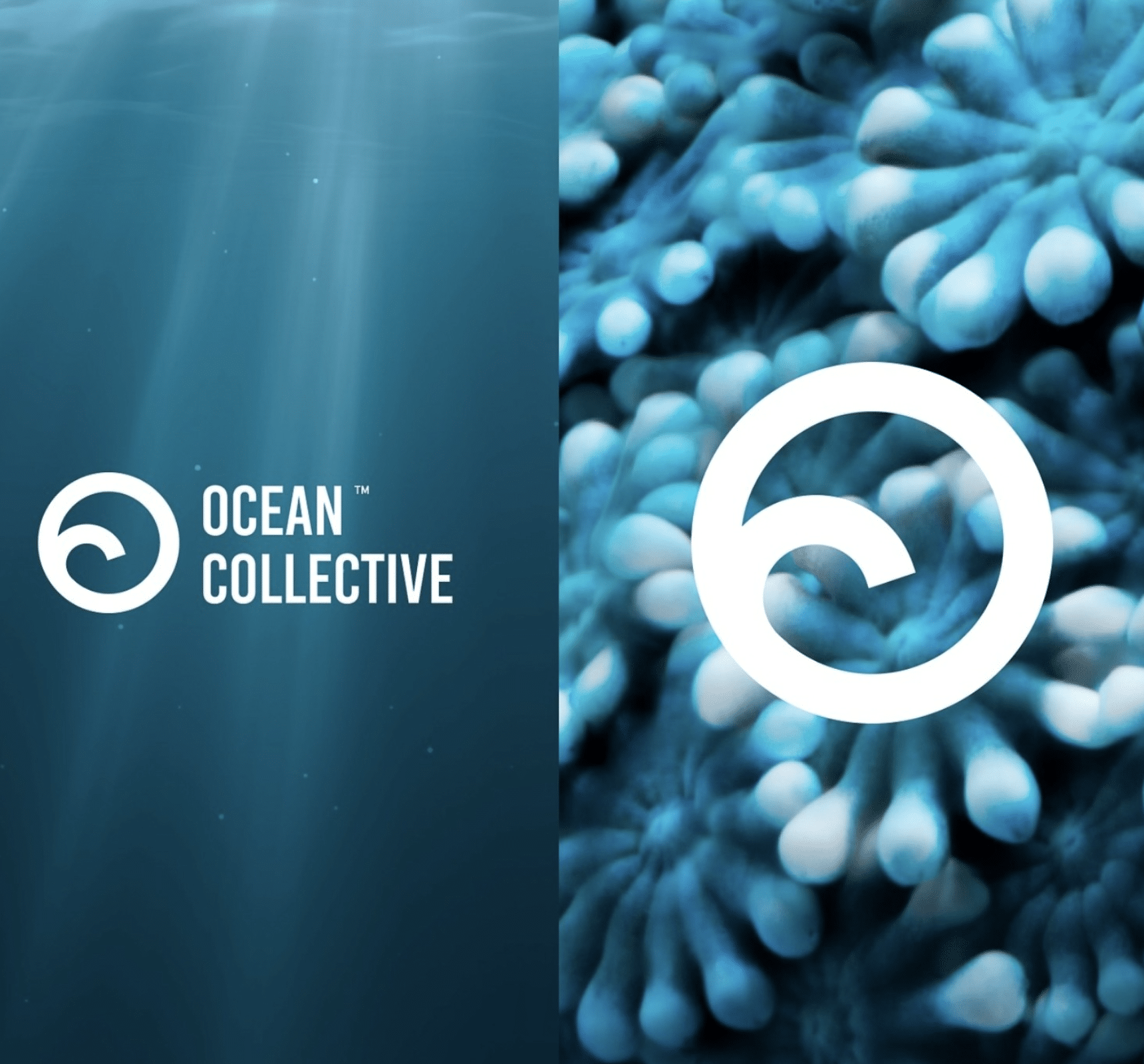 Ocean Collective – identitet